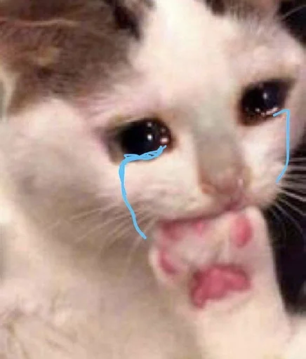 млекопитающее животное кошка