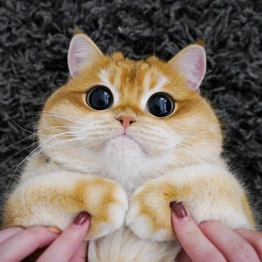 животное млекопитающее кошка