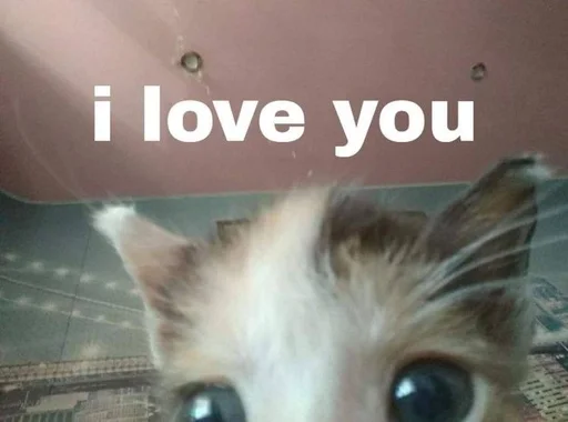 кошки малого и среднего размера домашняя кошка животное