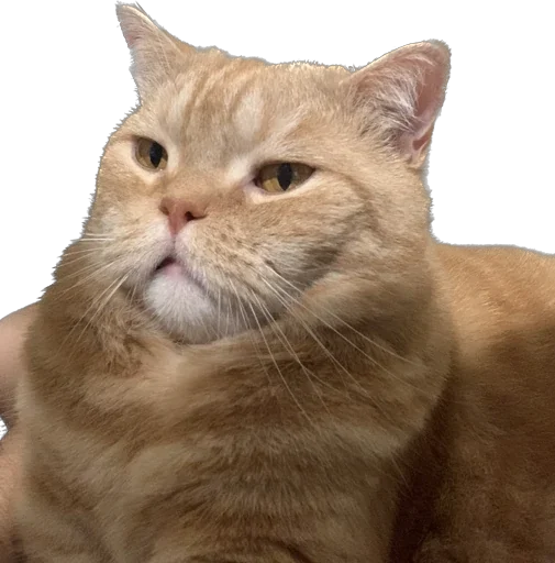 Sticker kotkotkothoshhoshhosh - 1