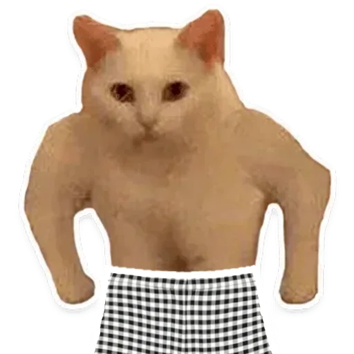 small to medium-sized cats domestic cat felidae