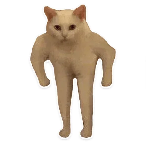 domestic cat animal small to medium-sized cats