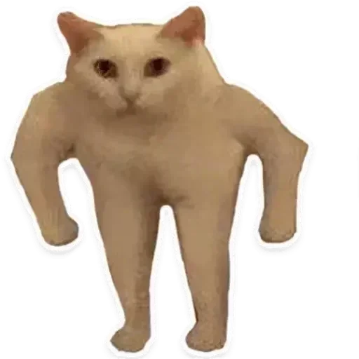 domestic cat animal small to medium-sized cats