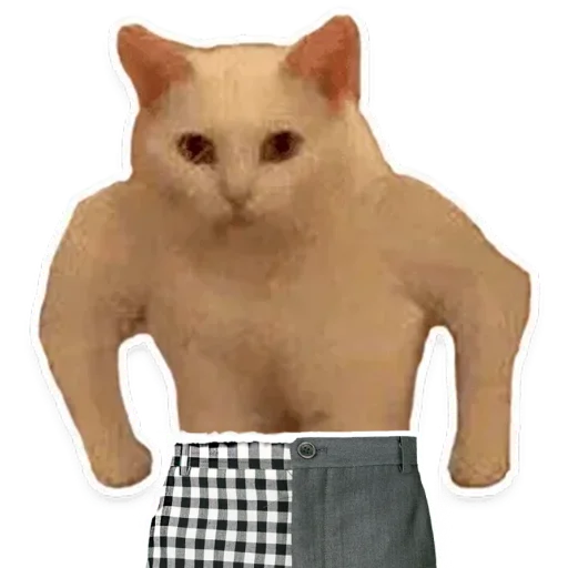 cat animal small to medium-sized cats