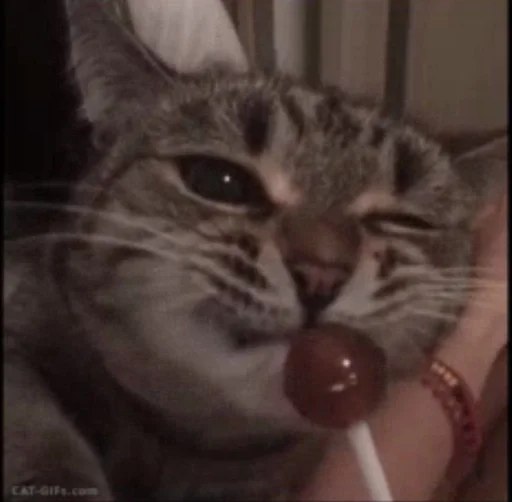 indoor small to medium-sized cats whiskers