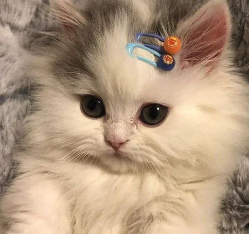 love koooor :: @fStikBot - cat