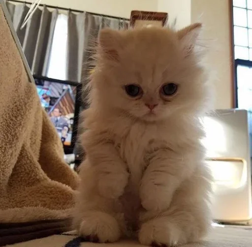 animal mammal indoor