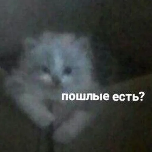 животное млекопитающее кошка