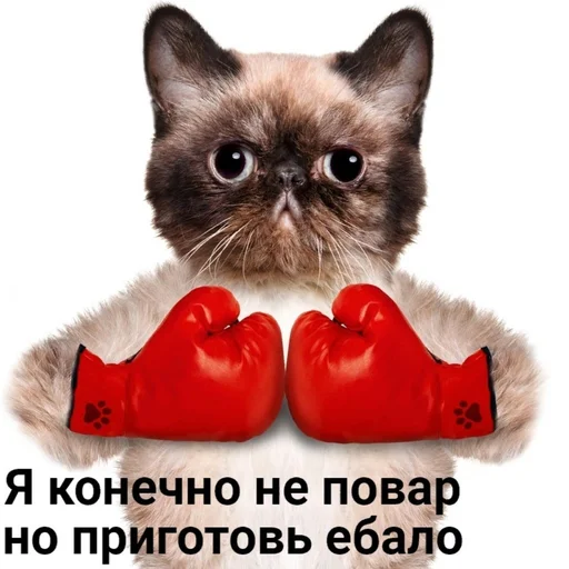 cat small to medium-sized cats animal