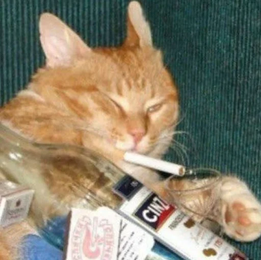 small to medium-sized cats felidae indoor