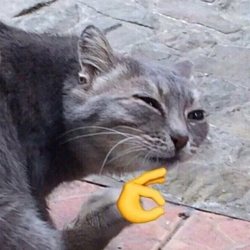 земля млекопитающее кошки малого и среднего размера