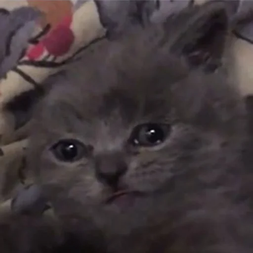 млекопитающее животное кошка