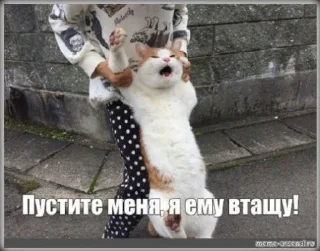 Стикер Kotobormot - 2