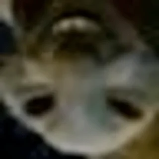 Sticker коты@renasaza - 9