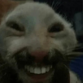 Sticker коты@renasaza - 6