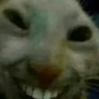 Sticker коты@renasaza - 0