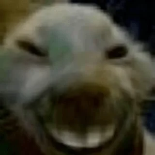 Sticker коты@renasaza - 4