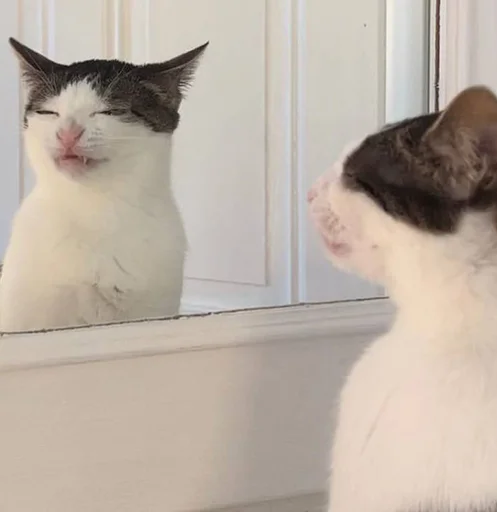 котолізація - 