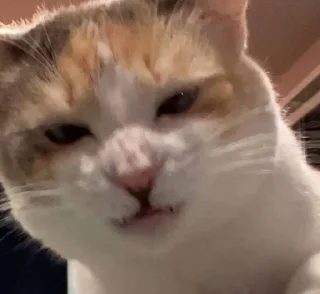 Sticker котолізація - 5