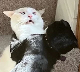 Sticker котолізація - 2