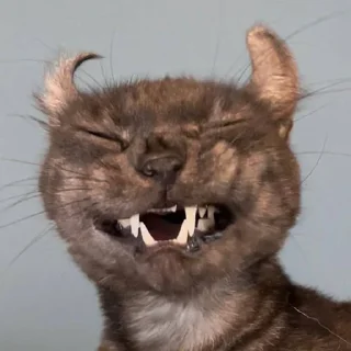 Sticker котолізація - 10