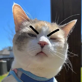 Sticker котолізація - 1