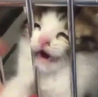 Sticker котолізація - 11