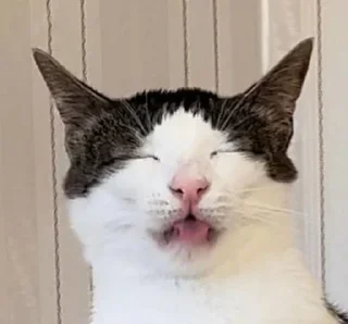 Sticker котолізація - 6