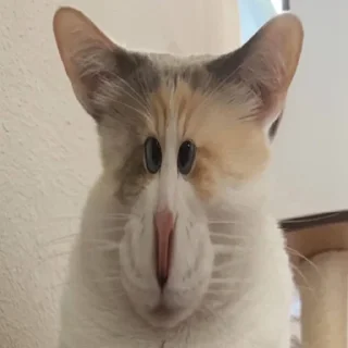 Sticker котолізація - 4