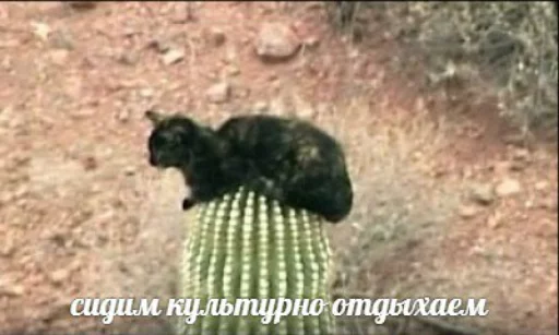 animal mammal felidae