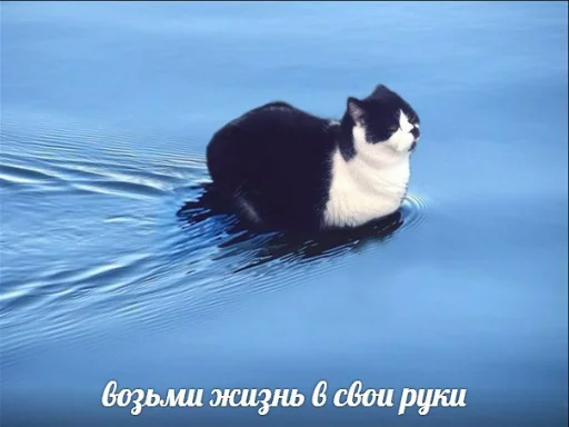 water animal small to medium-sized cats