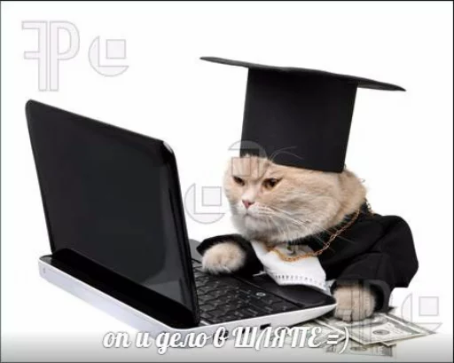 cat laptop computer