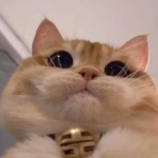 млекопитающее животное кошка