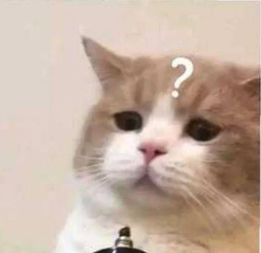 кошка млекопитающее домашняя кошка