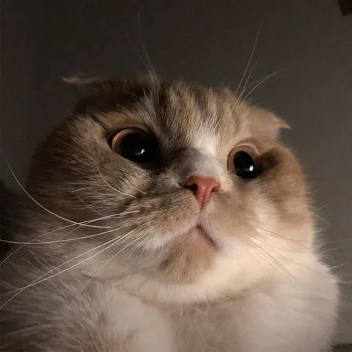 млекопитающее животное кошка