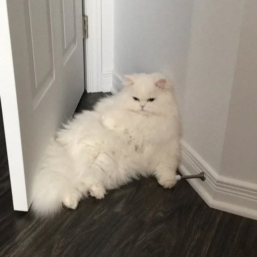 животное комнатный кошки малого и среднего размера