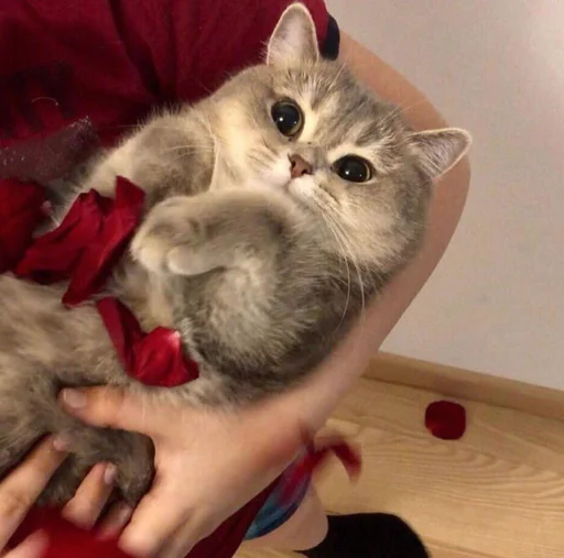 животное млекопитающее кошка