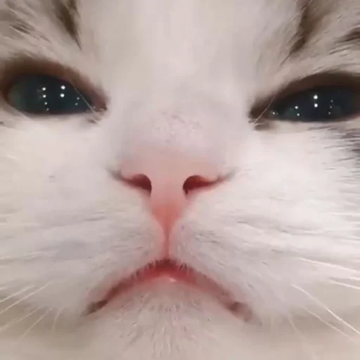 млекопитающее животное кошка