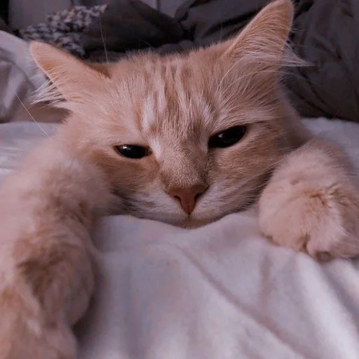 животное кошка млекопитающее