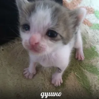 Sticker Тиктак - 8