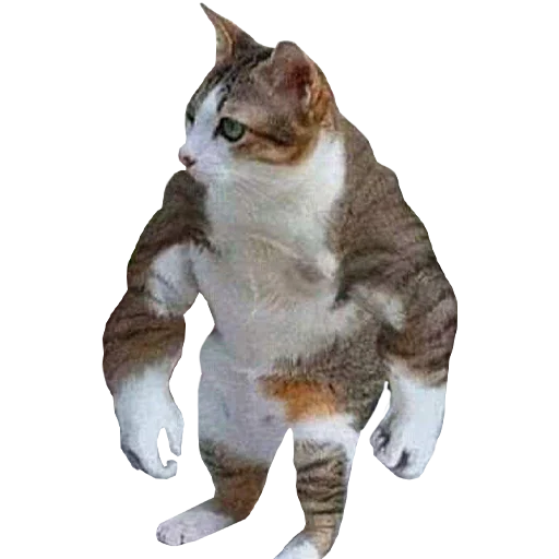 mammal animal domestic cat