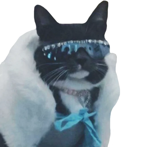 animal small to medium-sized cats felidae