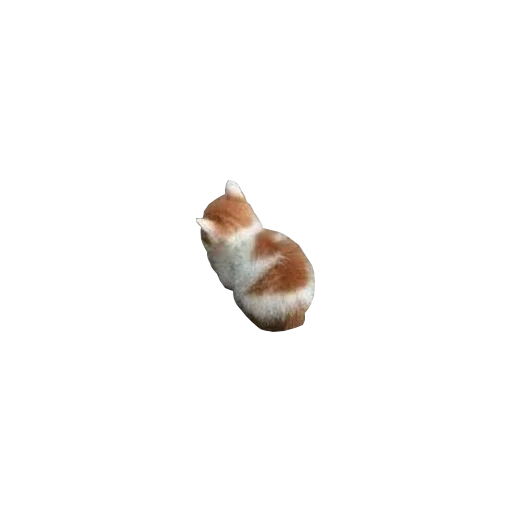 животное беспозвоночный оболочка