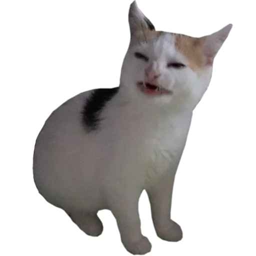 животное млекопитающее кошка