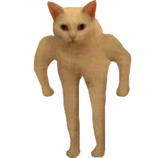 домашняя кошка животное кошка