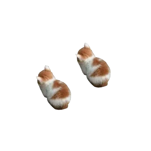 беспозвоночный животное оболочка