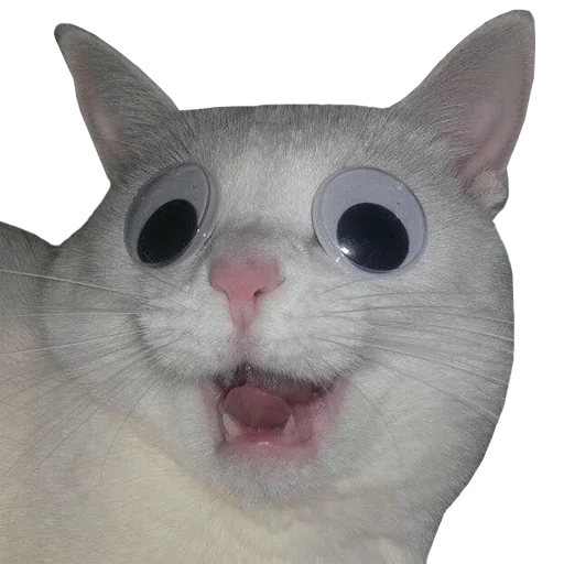 животное млекопитающее домашняя кошка