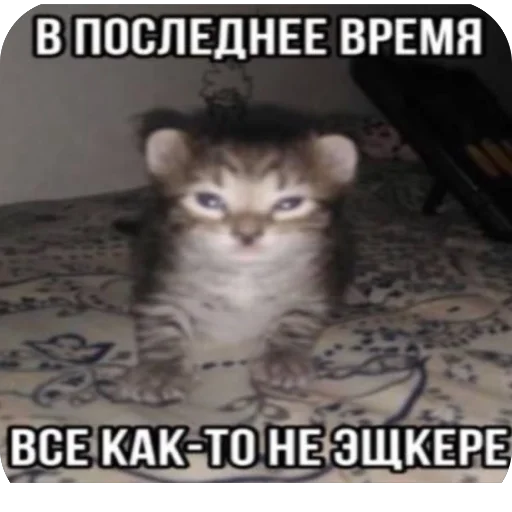 Стикер kotsuchara - 1