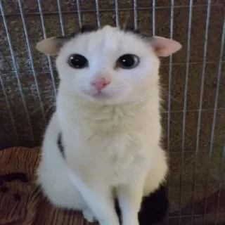 Стикер ebaniykot - 3