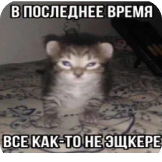 Стикер ebaniykot - 6